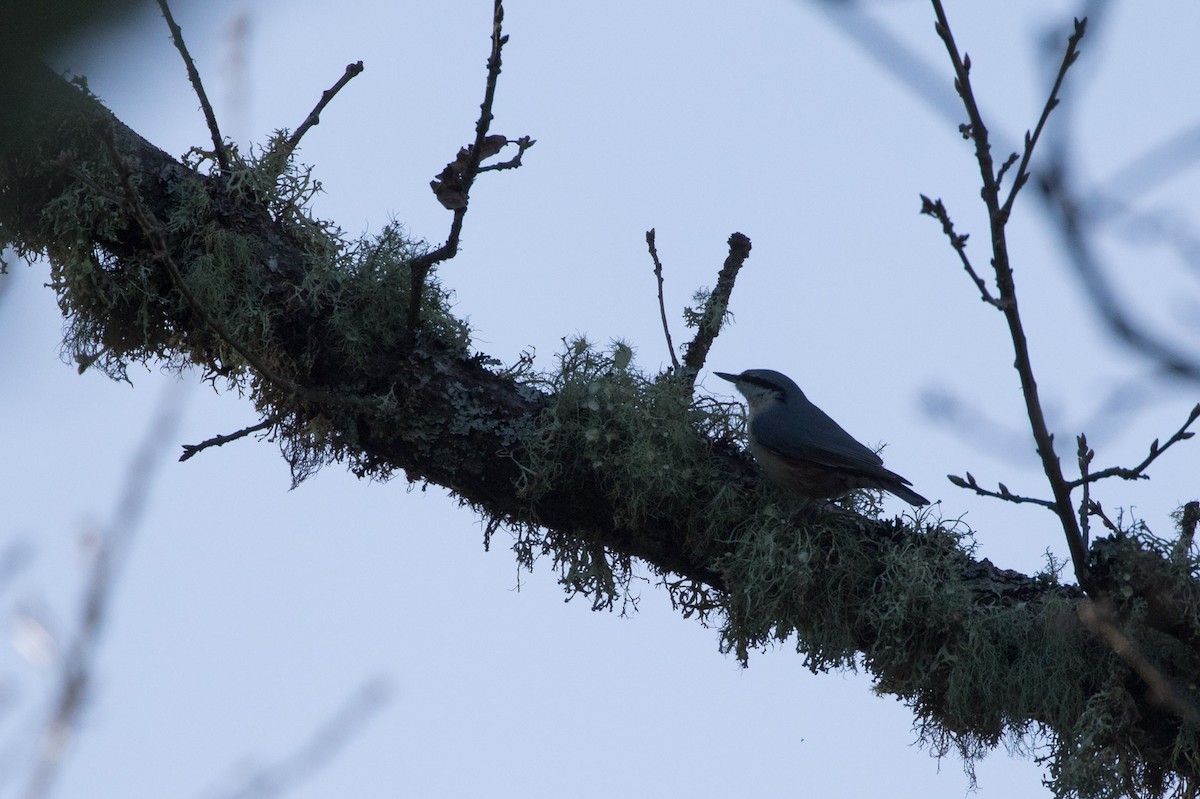 Eurasian Nuthatch - Detcheverry Joël