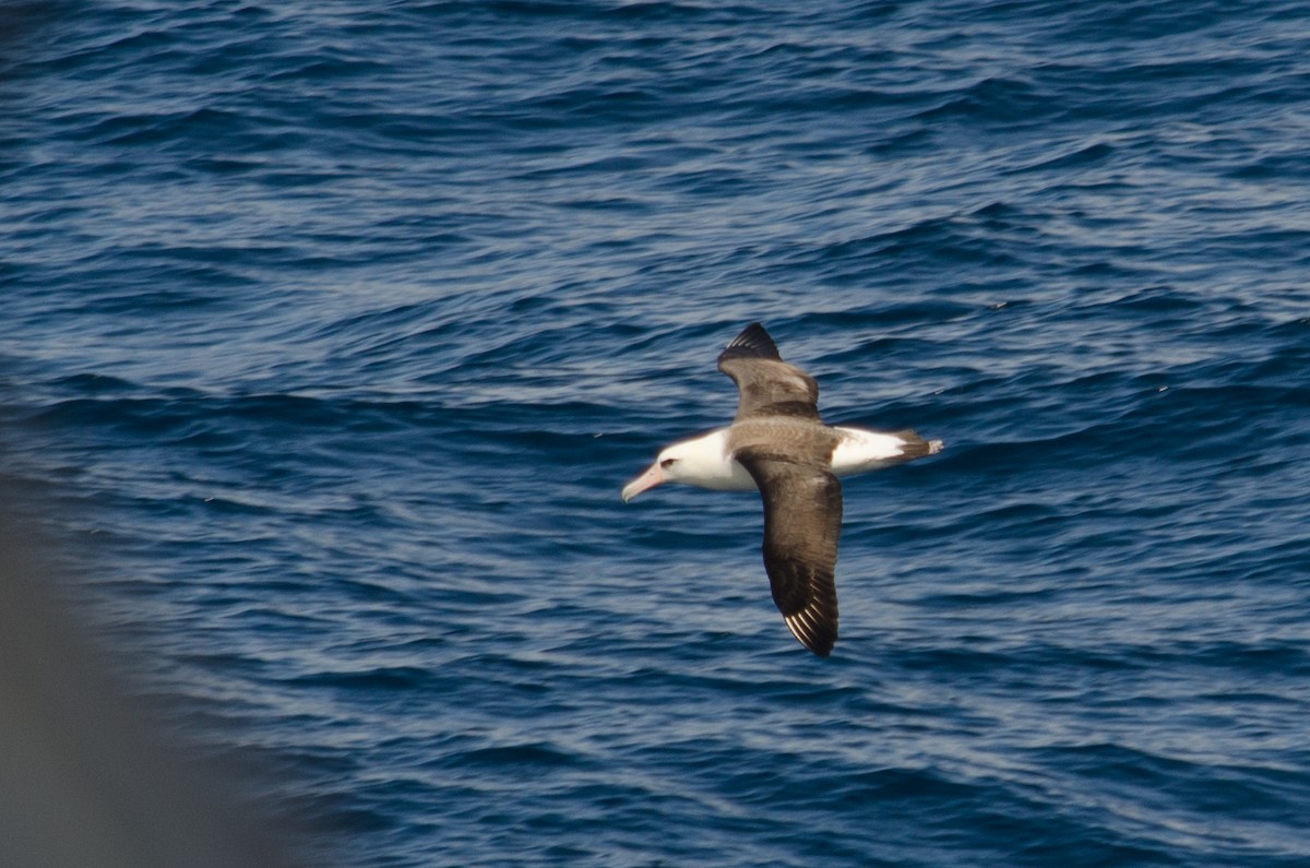 Laysan Albatross - ML618622652