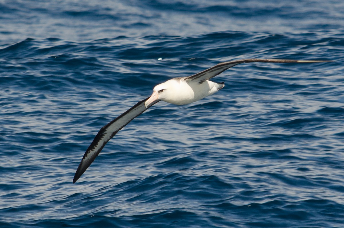 Laysan Albatross - ML618622653