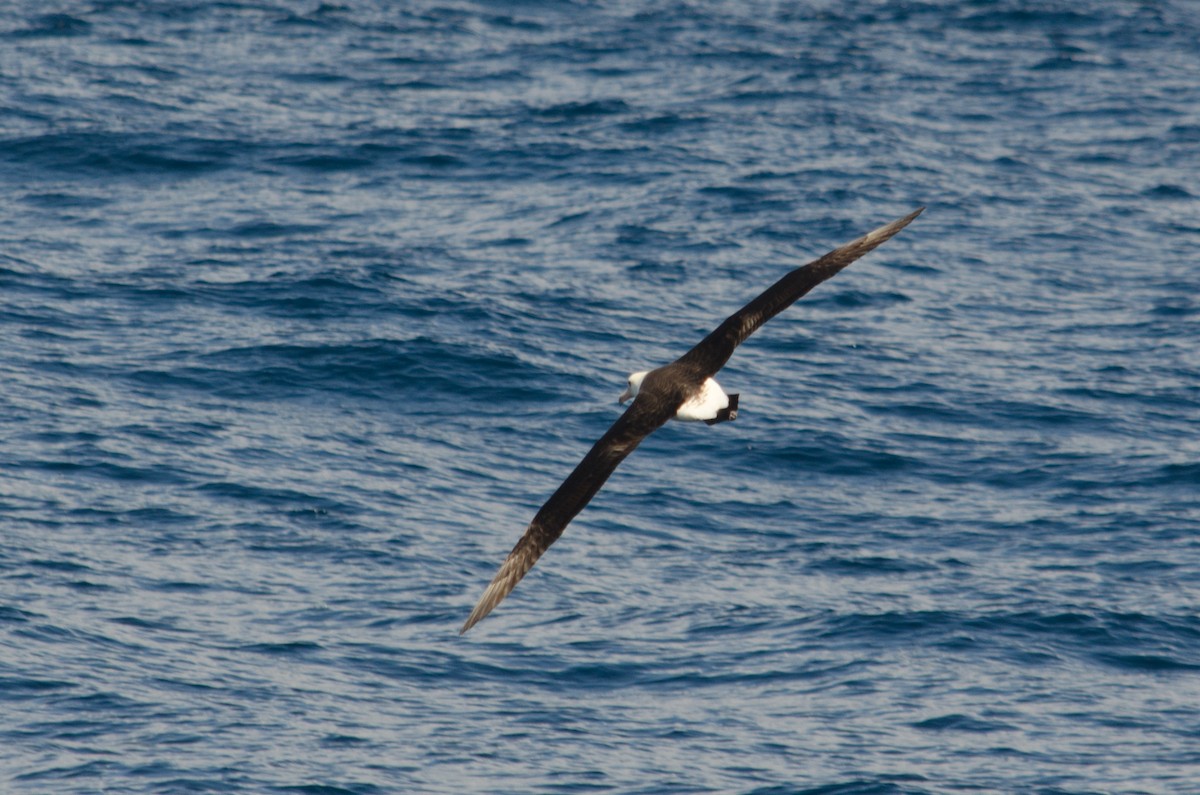 Laysan Albatross - ML618622654
