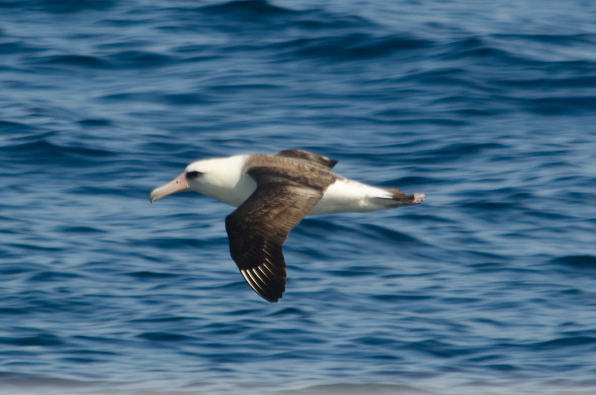 Laysan Albatross - ML618622666