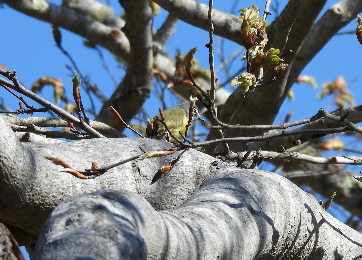 Vireo Solitario - ML618622688