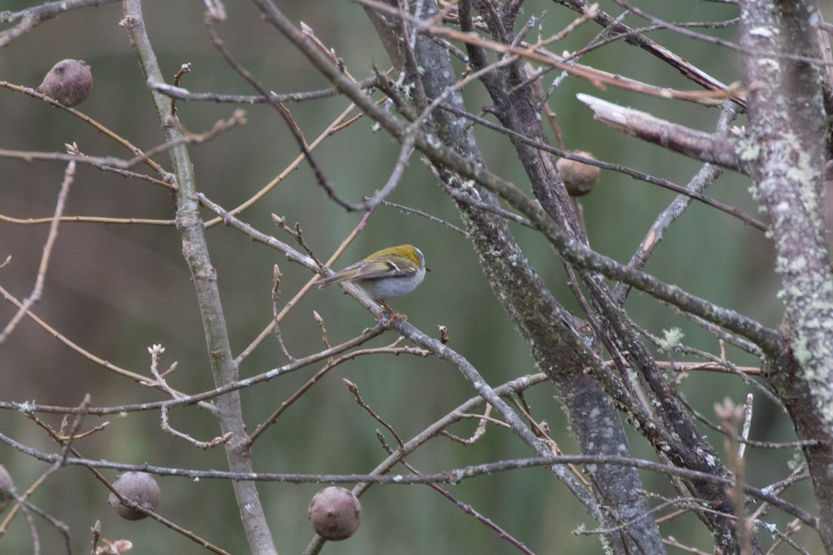 Common Firecrest - Detcheverry Joël