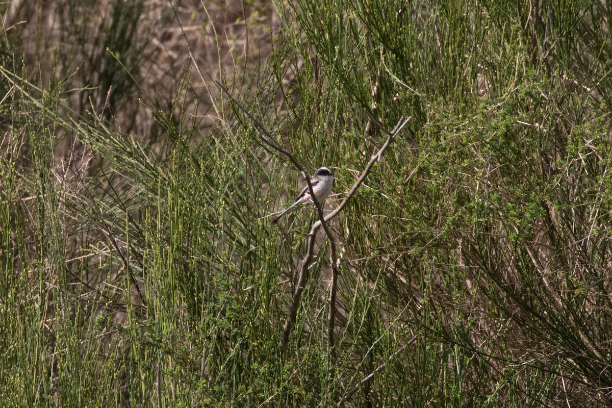 Long-tailed Tit - Detcheverry Joël