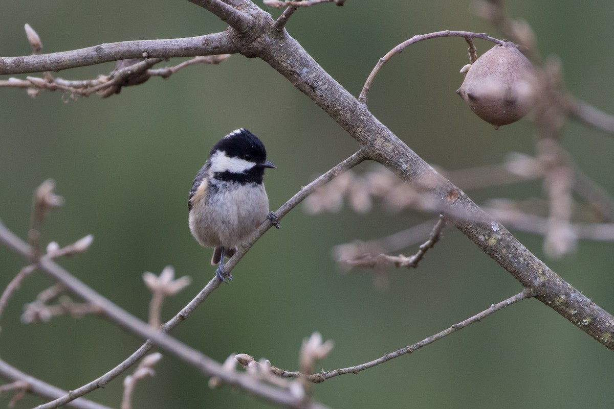 Coal Tit - ML618622755