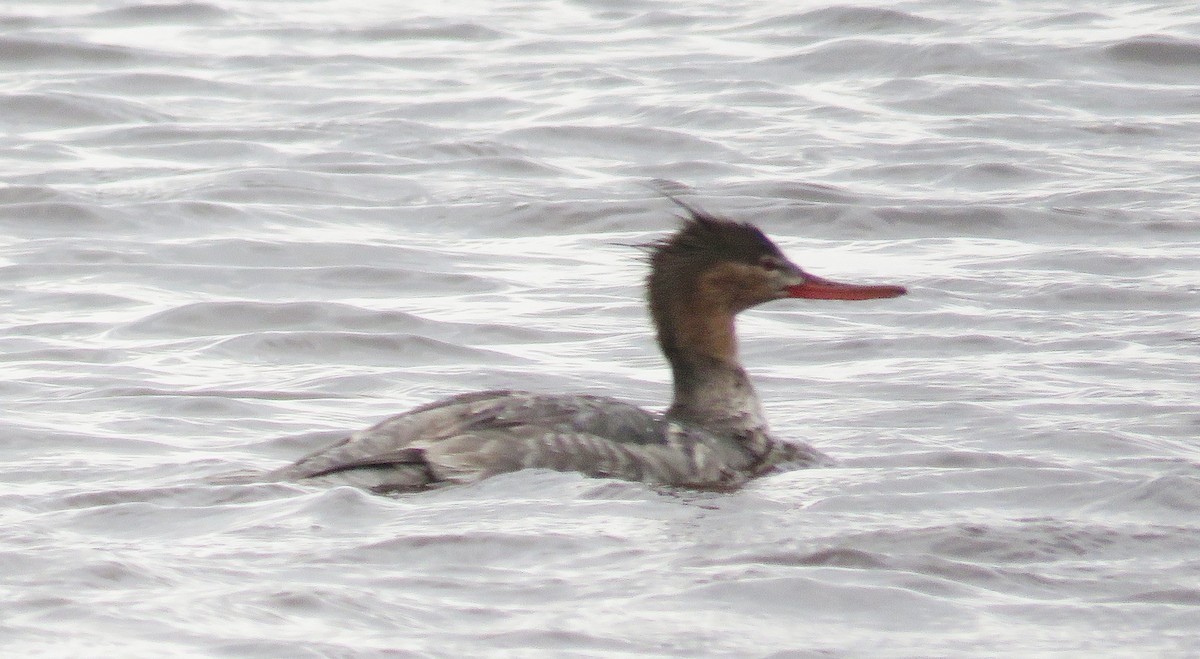 Red-breasted Merganser - Katherine Holmes