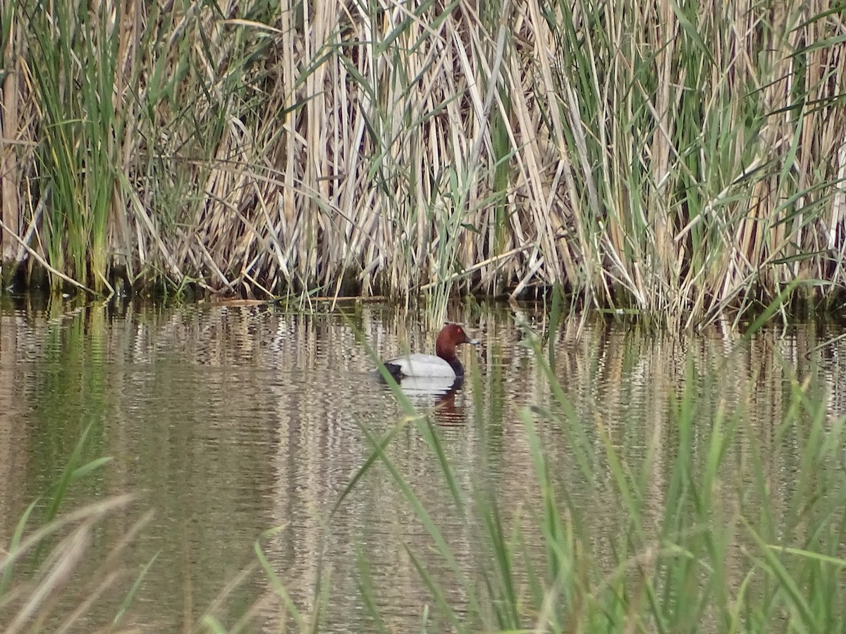 Common Pochard - ML618622776