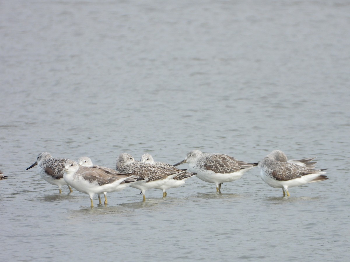Nordmann's Greenshank - ML618622778