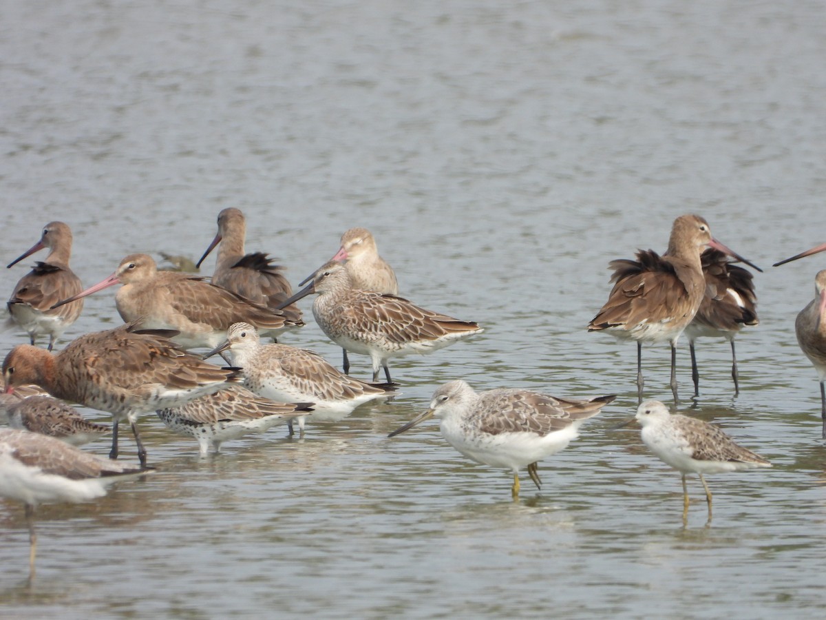 Nordmann's Greenshank - Philipp Maleko