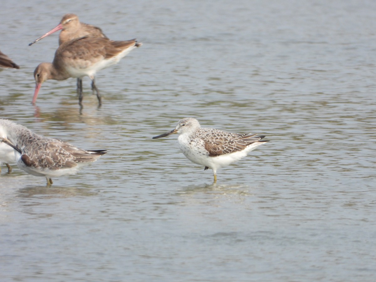 Nordmann's Greenshank - ML618622780