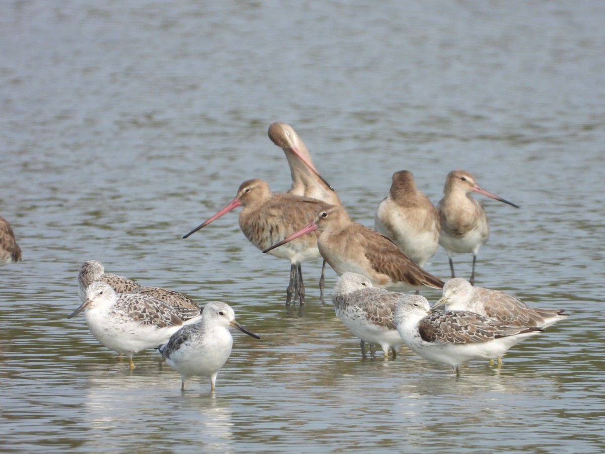 Nordmann's Greenshank - ML618622781