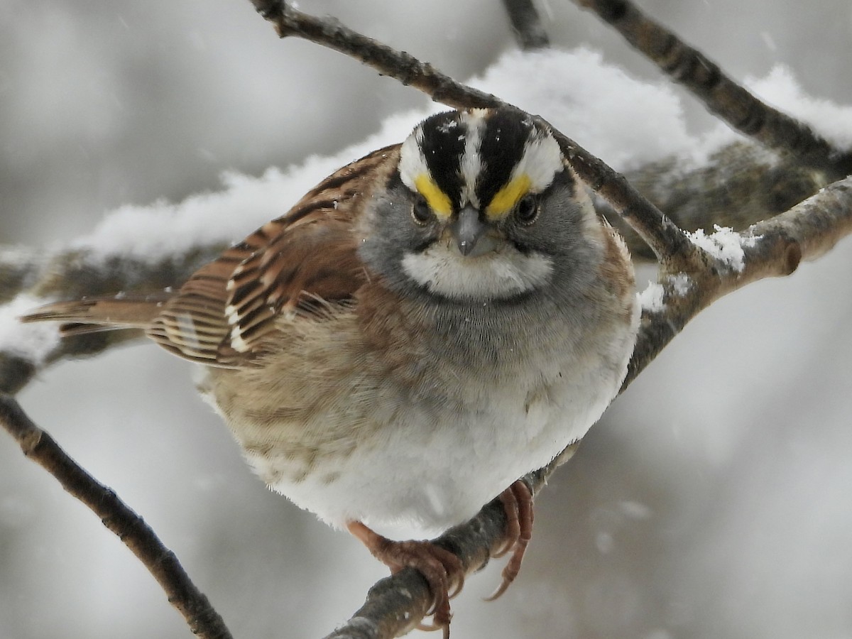 White-throated Sparrow - ML618622799