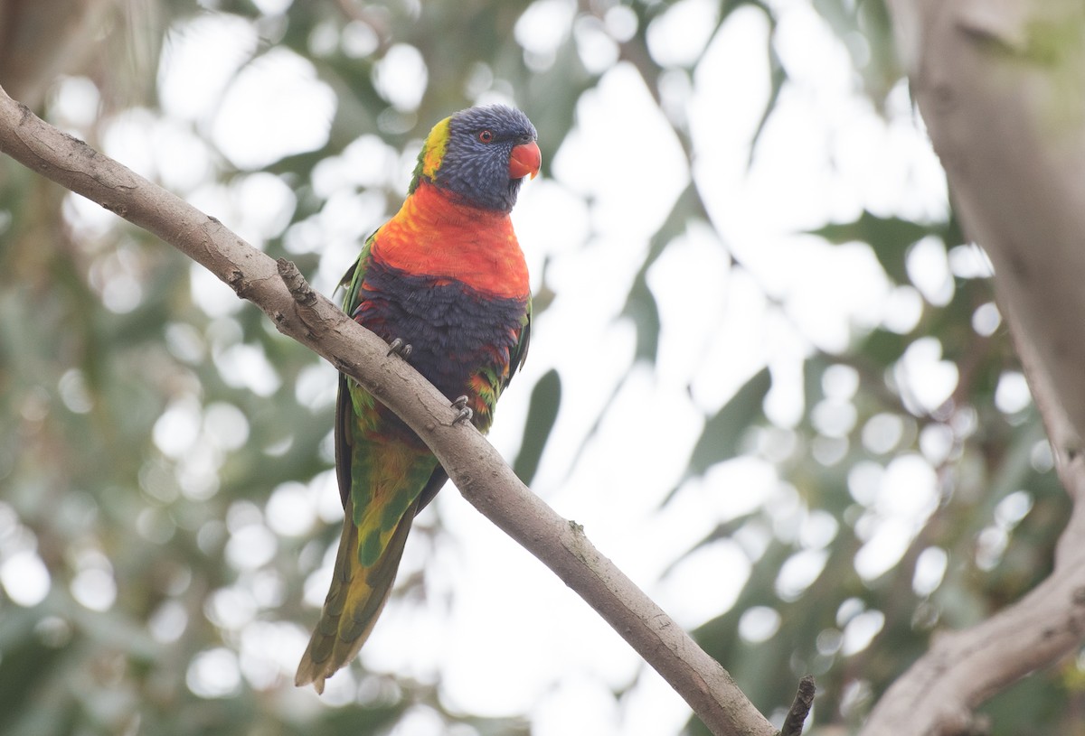 Rainbow Lorikeet - ML61862281