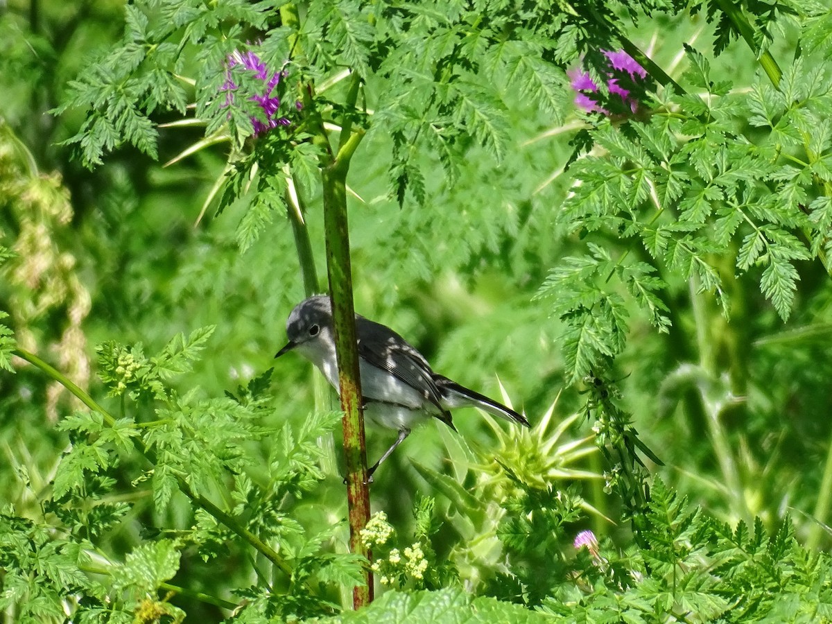 Blue-gray Gnatcatcher - ML618622811