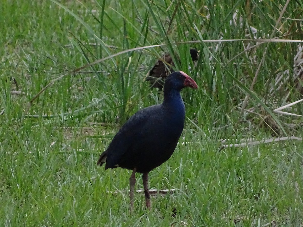 Western Swamphen - ML618622823