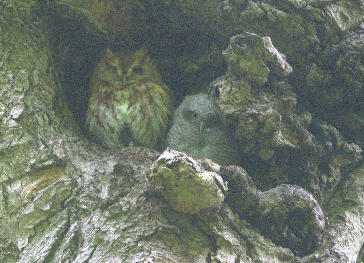 Eastern Screech-Owl - ML618622831