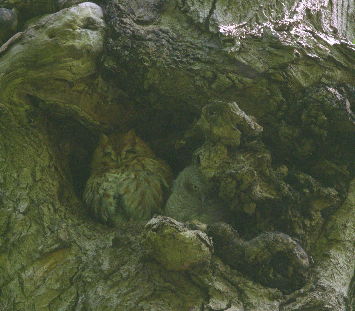 Eastern Screech-Owl - ML618622832