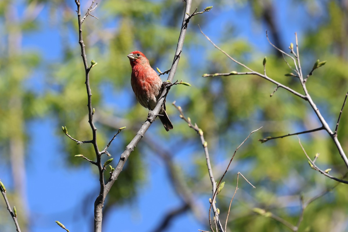 House Finch - ML618622840