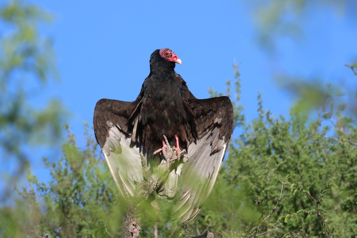 Turkey Vulture - ML618622908