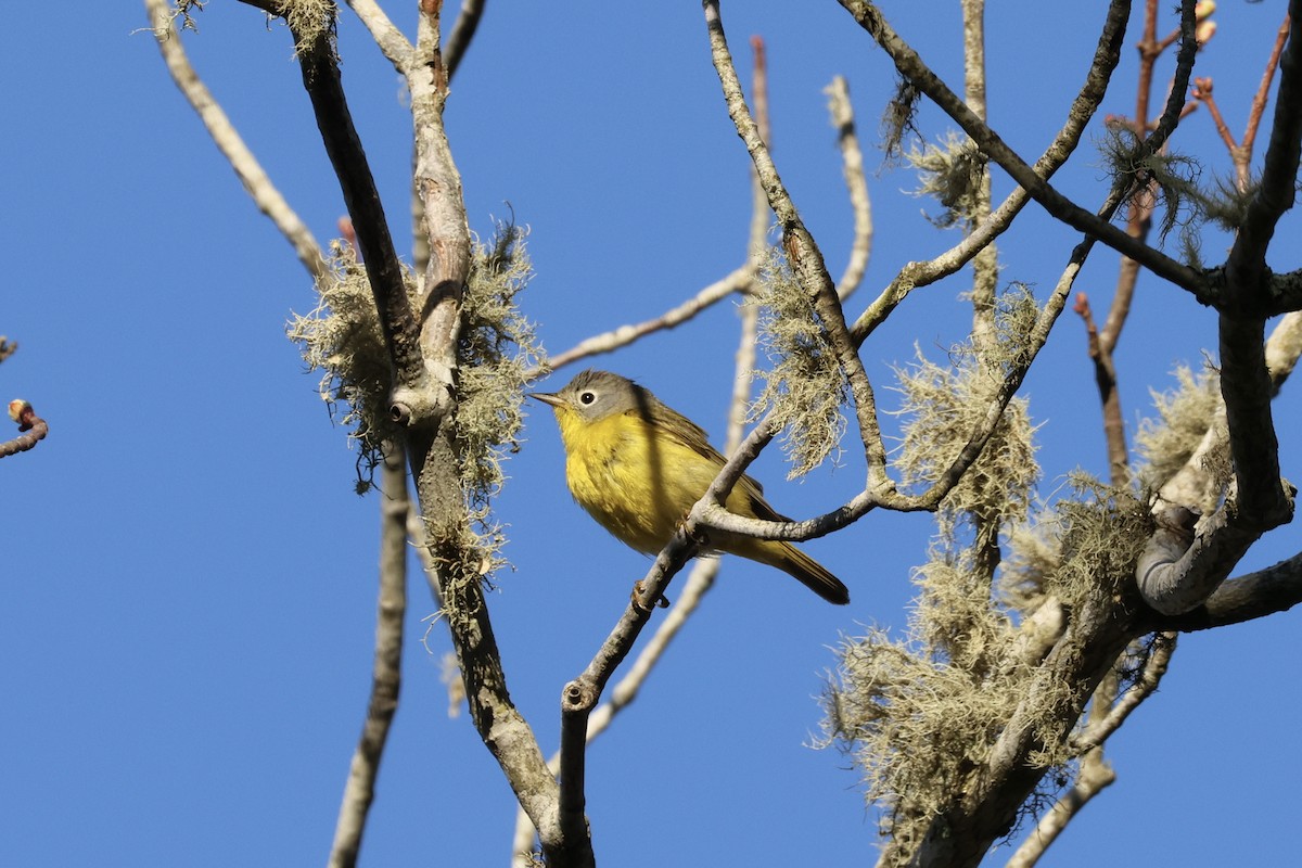 Nashville Warbler - Mary Jo Foti