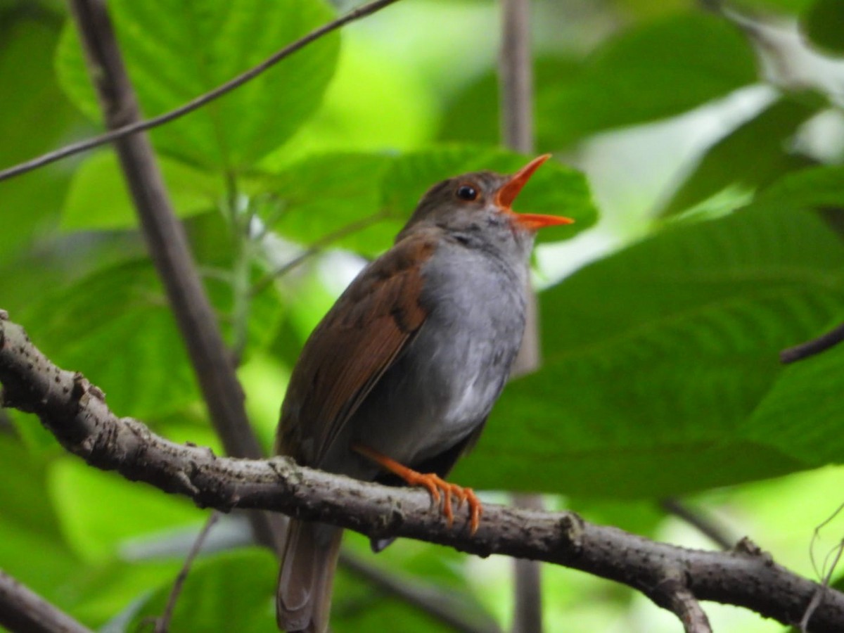 Orange-billed Nightingale-Thrush - ML618622949