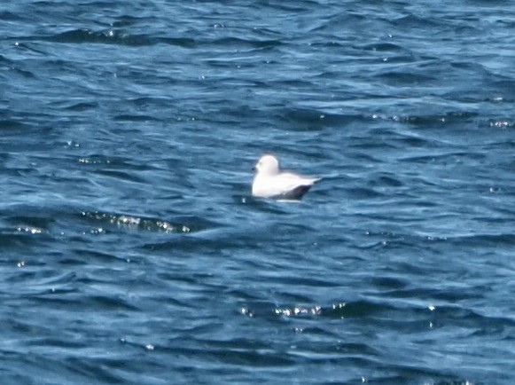 Iceland Gull - ML618622958