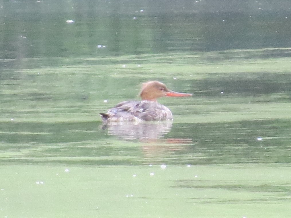 Red-breasted Merganser - Robert Lengacher