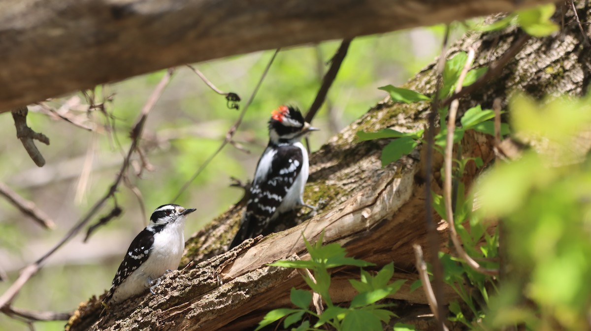 Downy Woodpecker - ML618622973