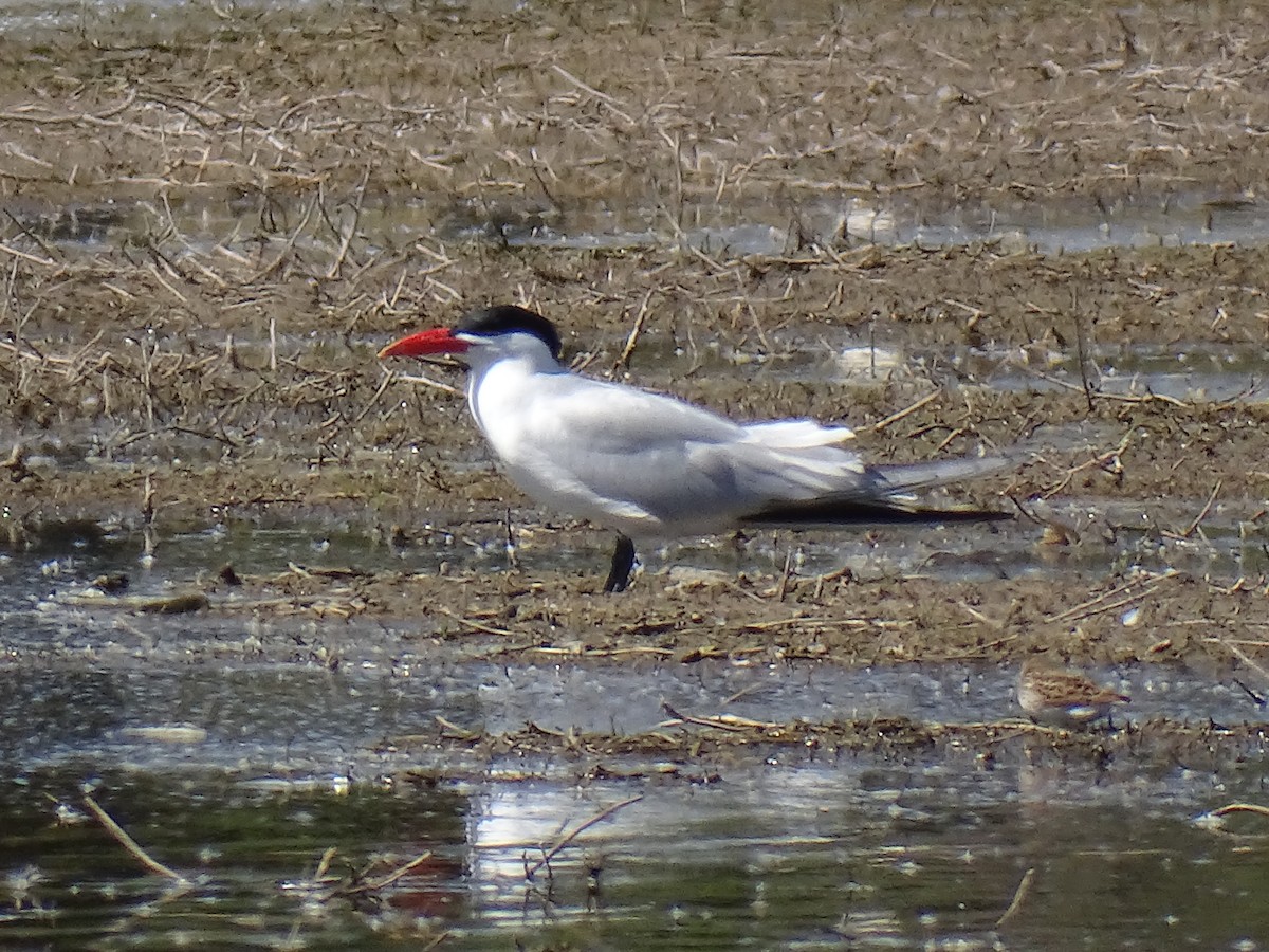 Caspian Tern - ML618622977