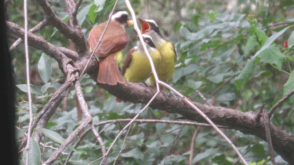 Great Kiskadee - Pat Heirs