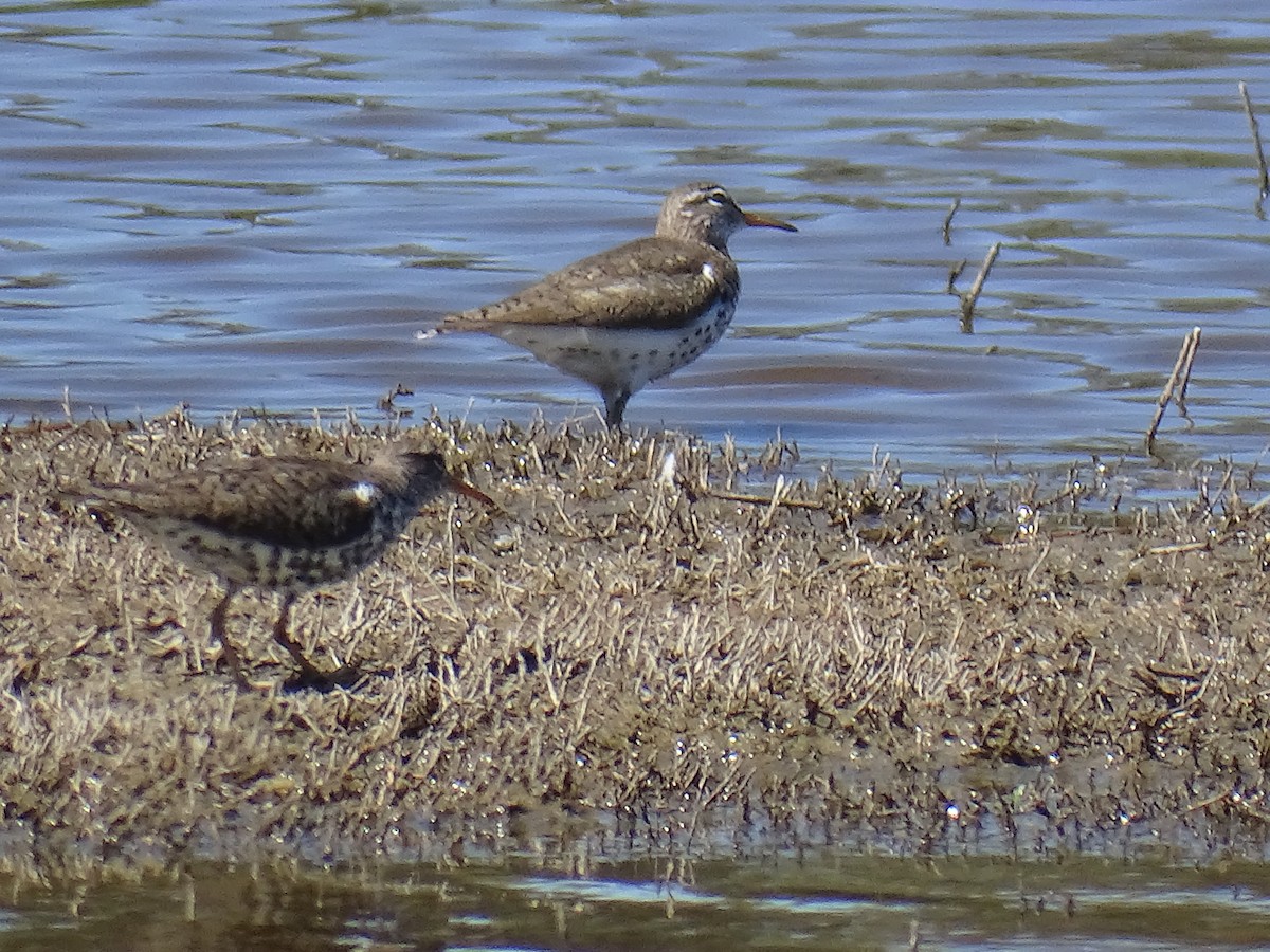 Spotted Sandpiper - ML618623009