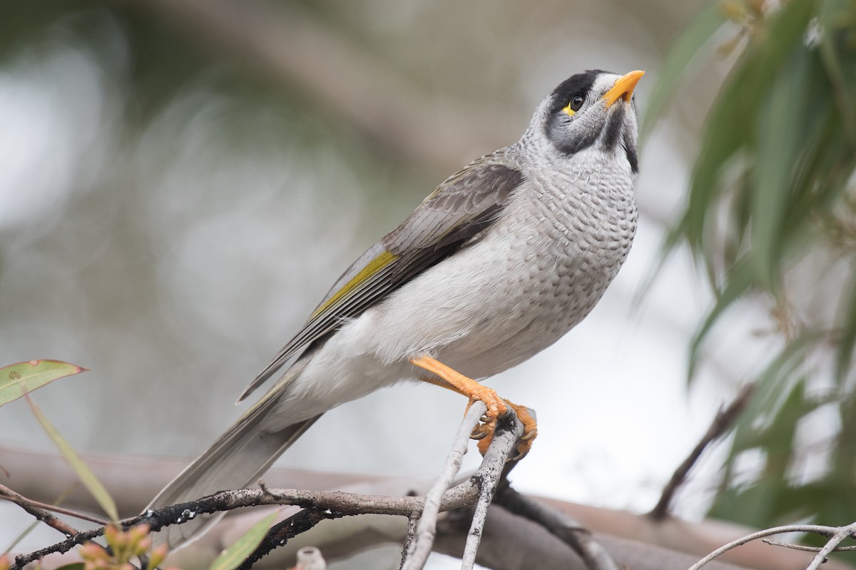 Noisy Miner - ML61862301