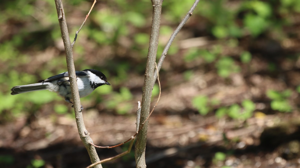 Black-capped Chickadee - ML618623014