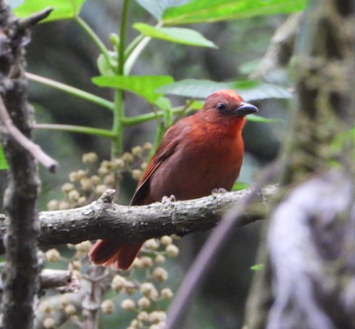 Red-crowned Ant-Tanager - ML618623017