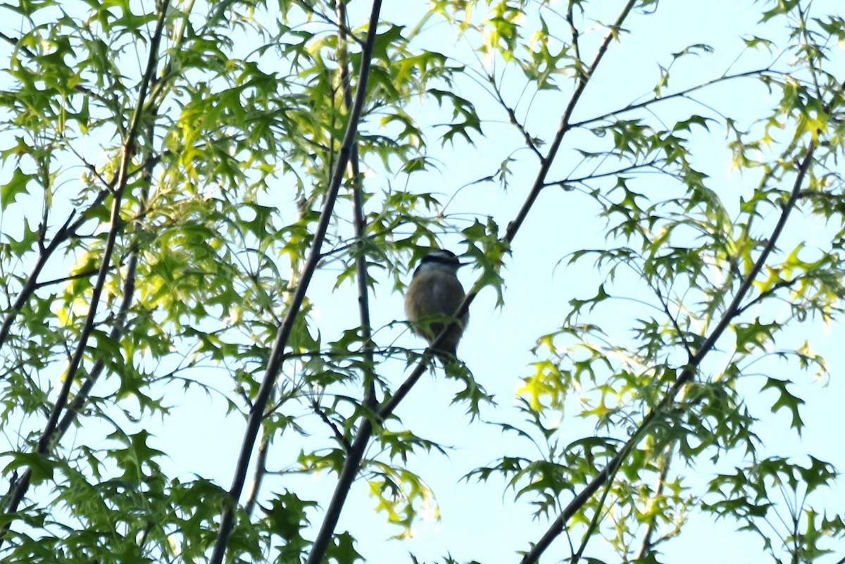 Red-breasted Nuthatch - ML618623050