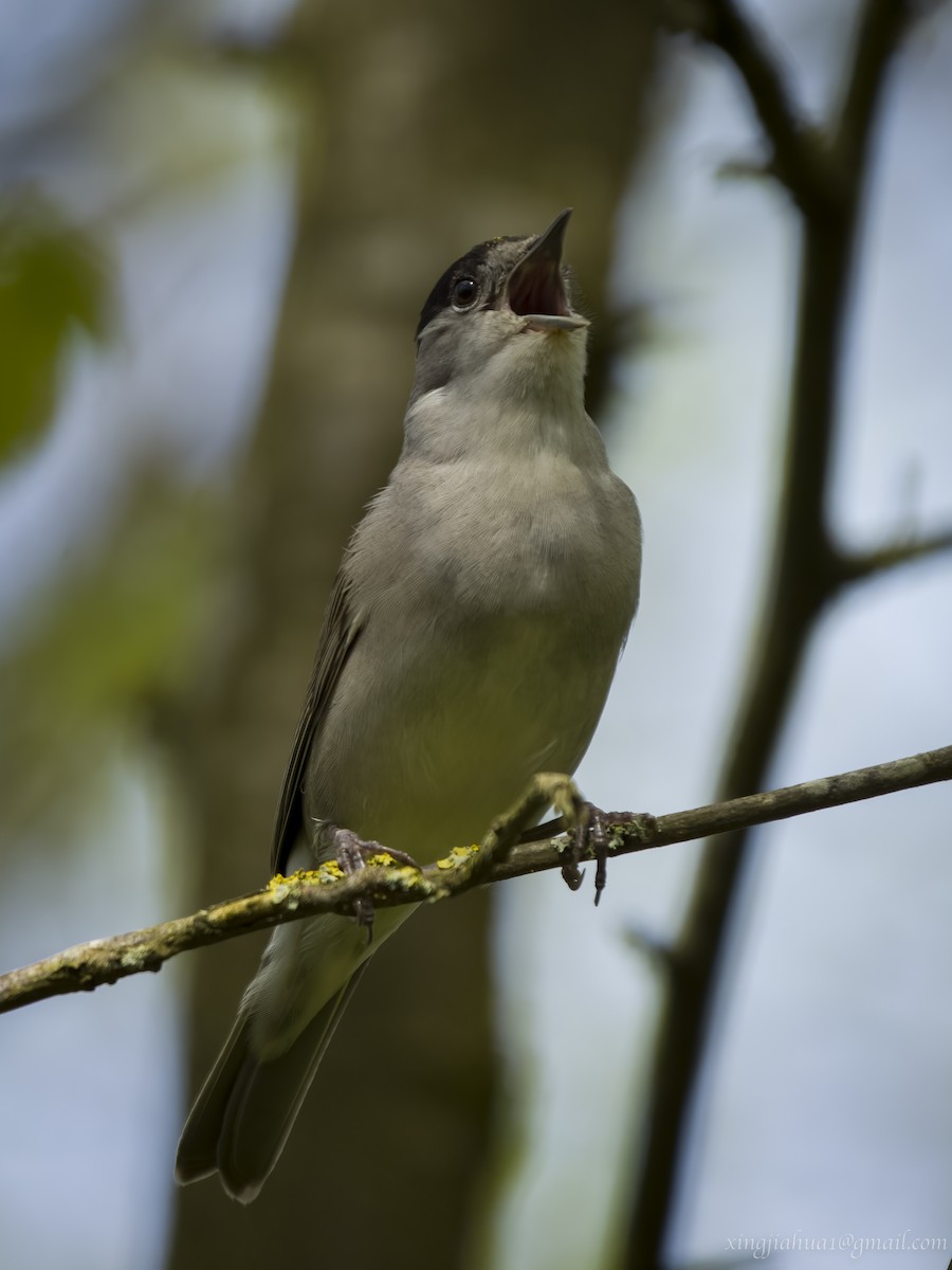 Eurasian Blackcap - ML618623074