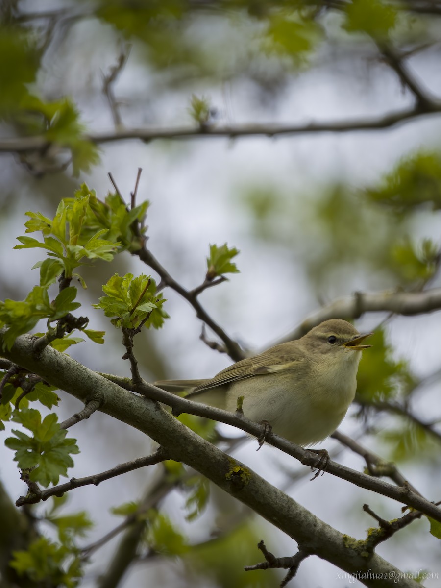 Willow Warbler - ML618623093
