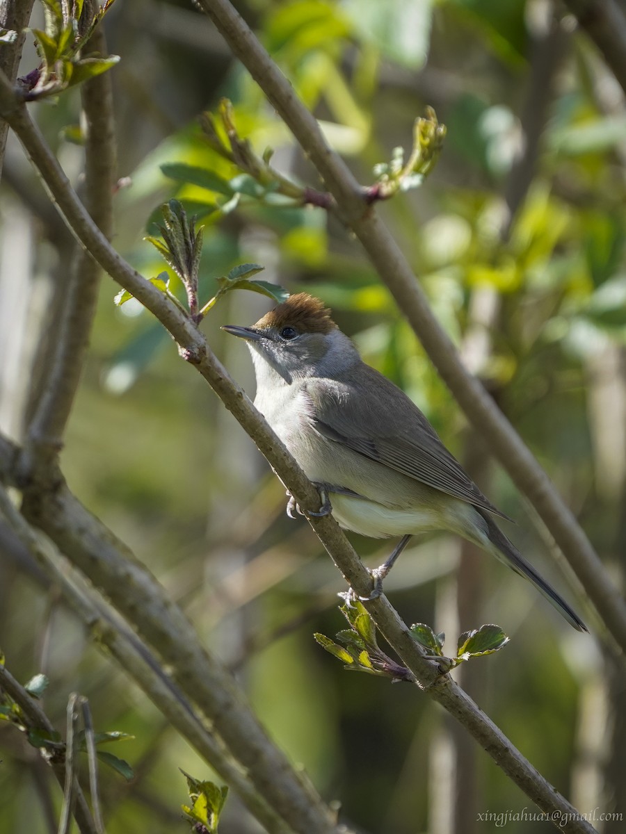 Eurasian Blackcap - ML618623126