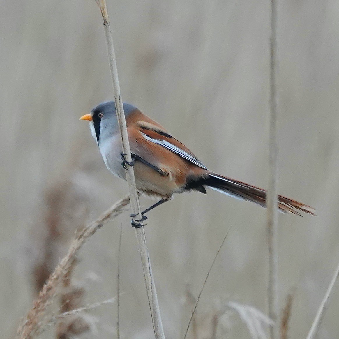 Bearded Reedling - marcel finlay