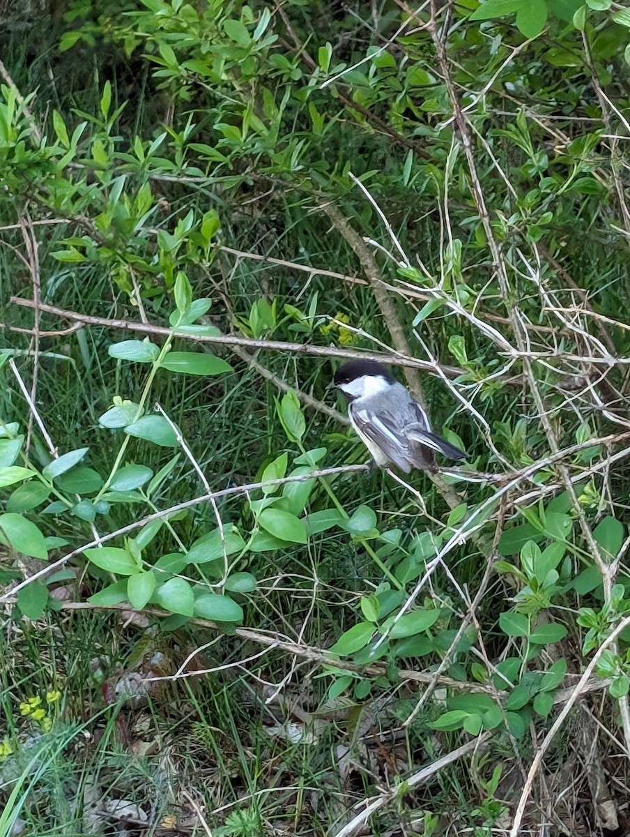 Black-capped Chickadee - ML618623170