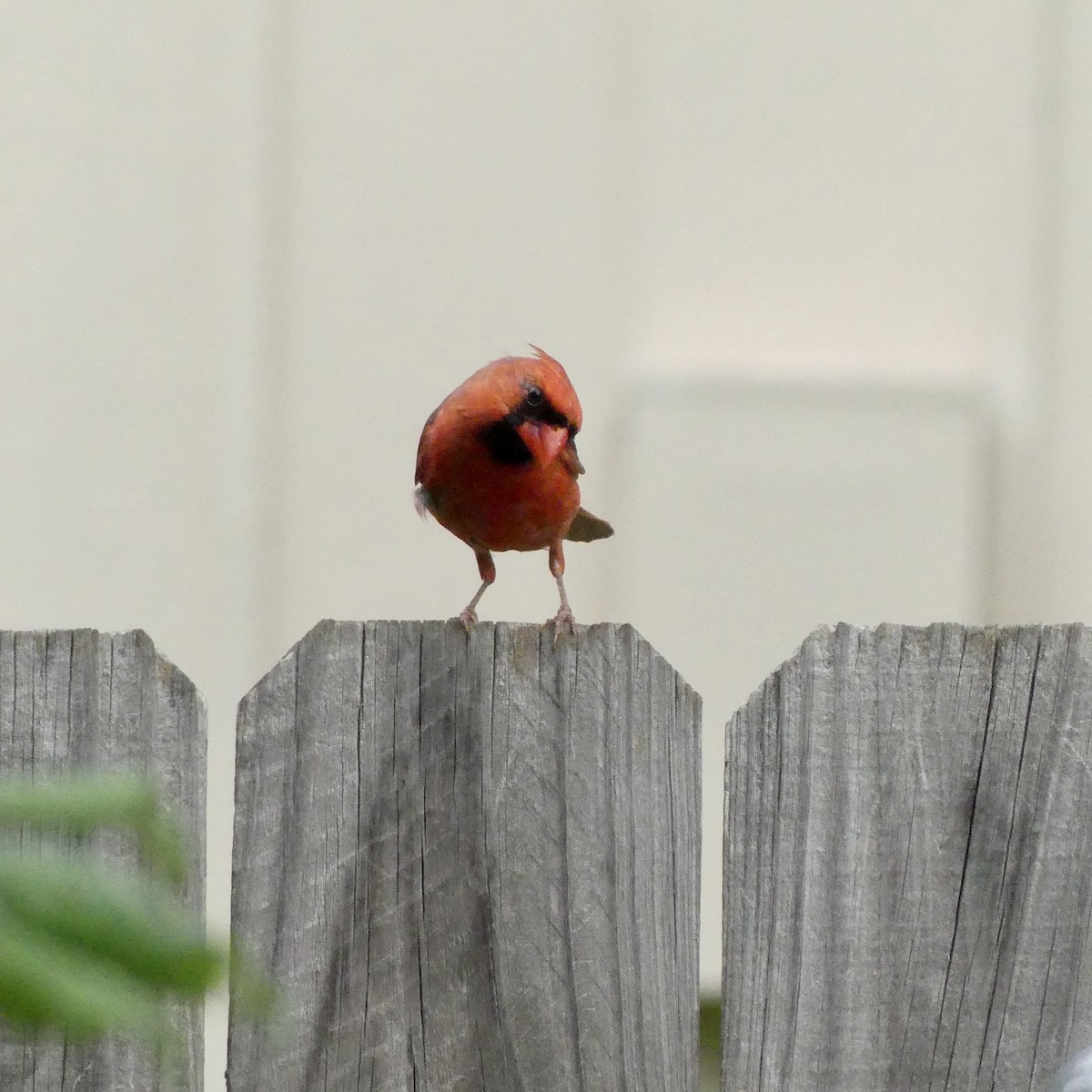 Northern Cardinal - Sara Schubert