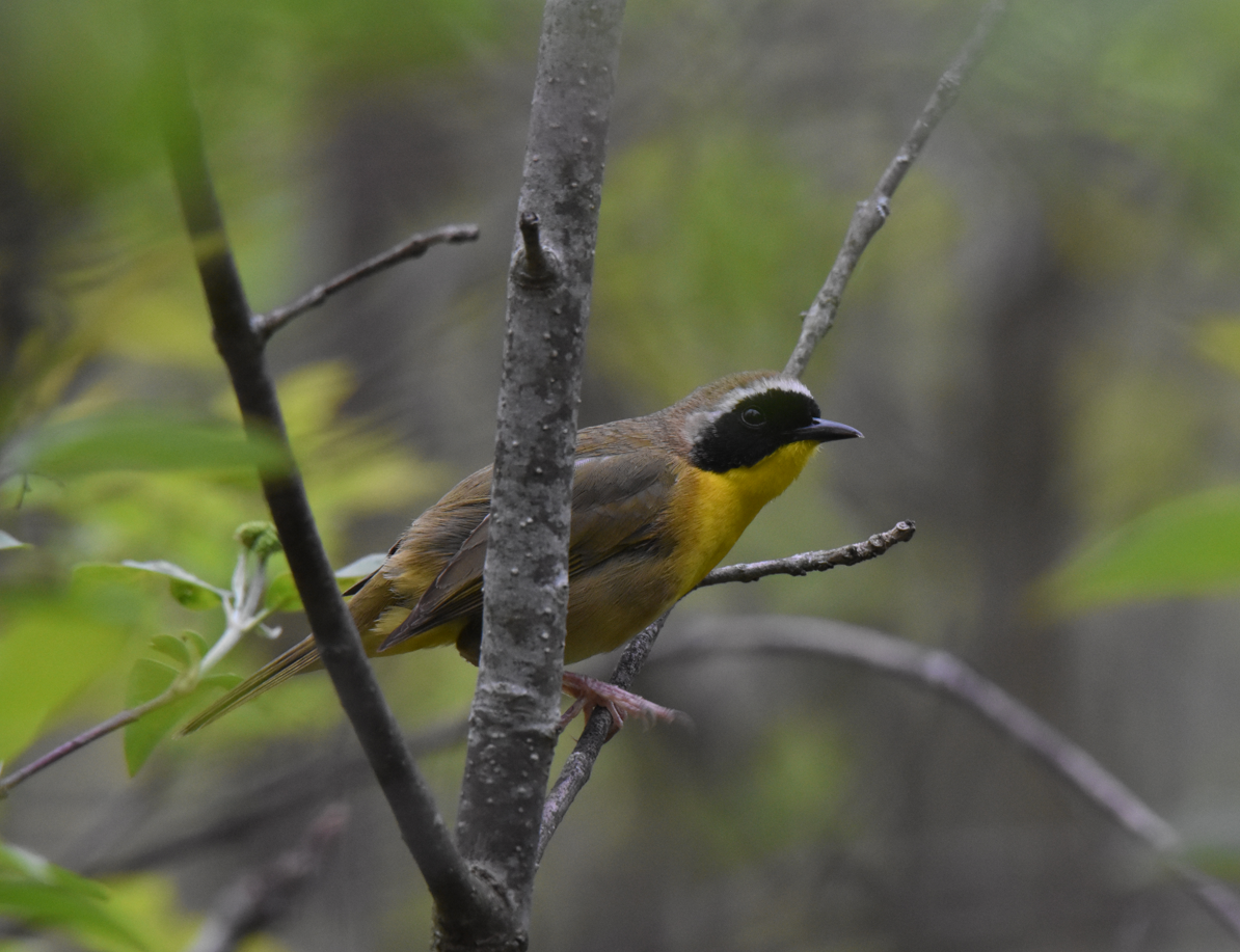 Common Yellowthroat - Jim Leitch