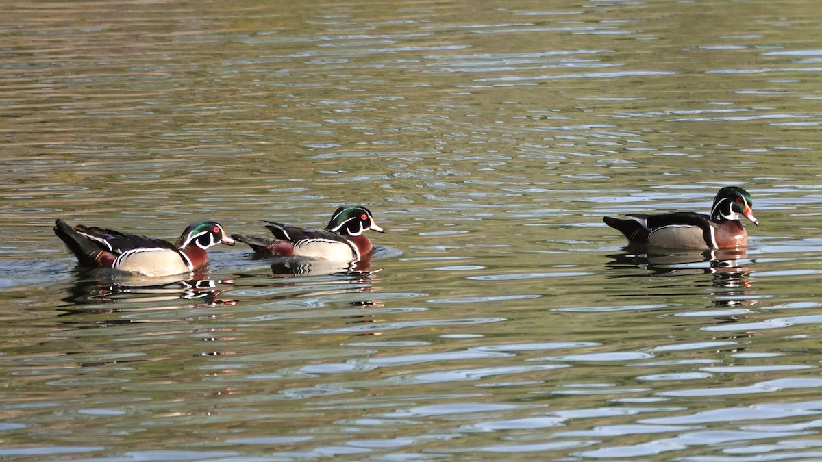 Wood Duck - George Ho