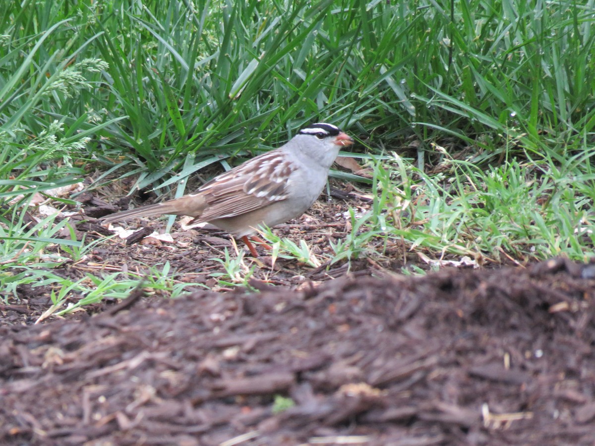 White-crowned Sparrow - ML618623304