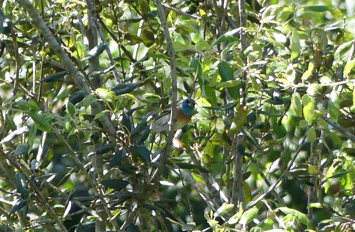 Lazuli Bunting - ML618623316