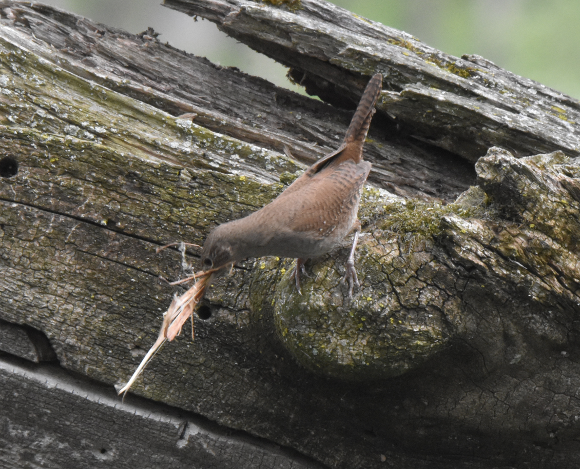 Northern House Wren - ML618623337