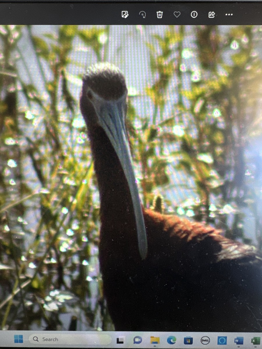 Glossy x White-faced Ibis (hybrid) - Sarah Carter