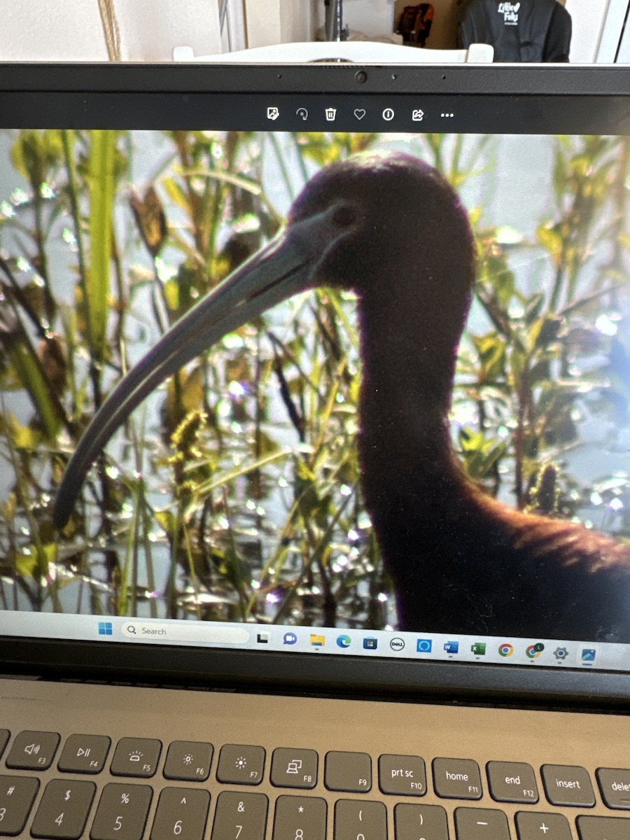 Glossy x White-faced Ibis (hybrid) - Sarah Carter