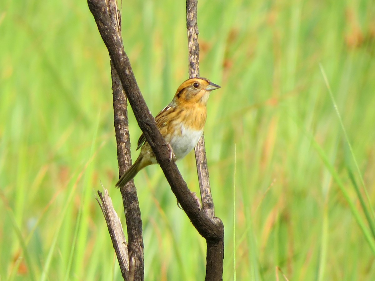 Nelson's Sparrow - John  Mariani