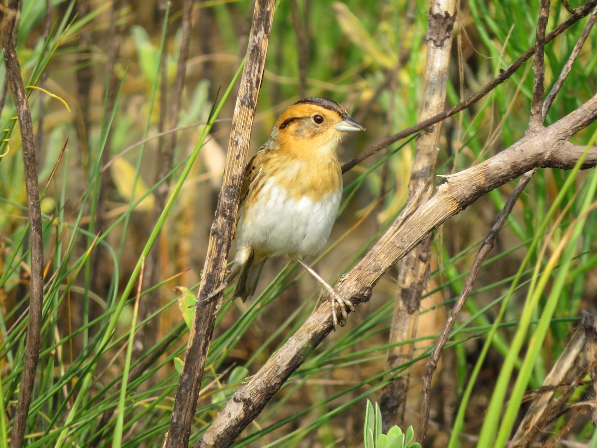 Nelson's Sparrow - ML618623380